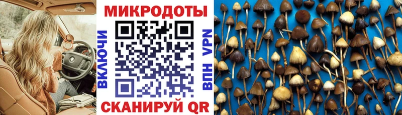 купить наркоту Гремячинск Псилоцибиновые грибы Psilocybe